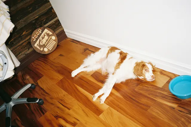 Cão branco e marrom deitado e relaxado em um piso de madeira, ao lado de uma tigela azul vazia.