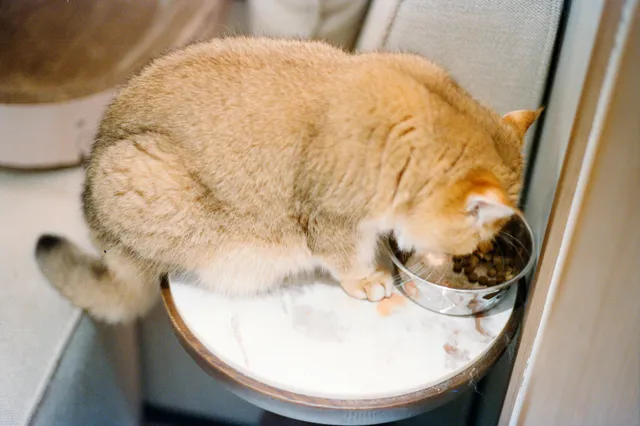 Gato de pelagem dourada debruçado sobre uma tigela metálica de ração, comendo concentrado sobre um suporte de madeira.