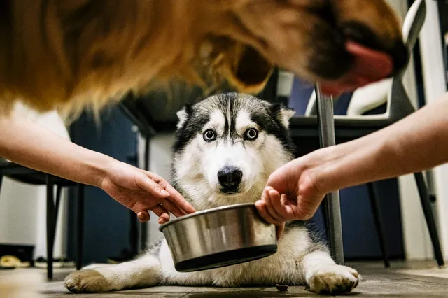 Cão husky deitado no chão diante de uma tigela metálica que duas mãos posicionam na hora da refeição.